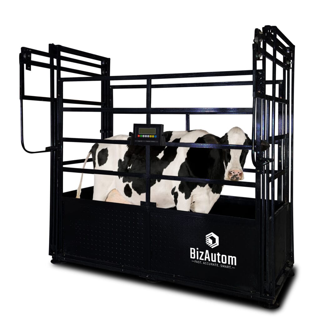 BA-LiveStox Caged Cattle Scale with High End Indicator